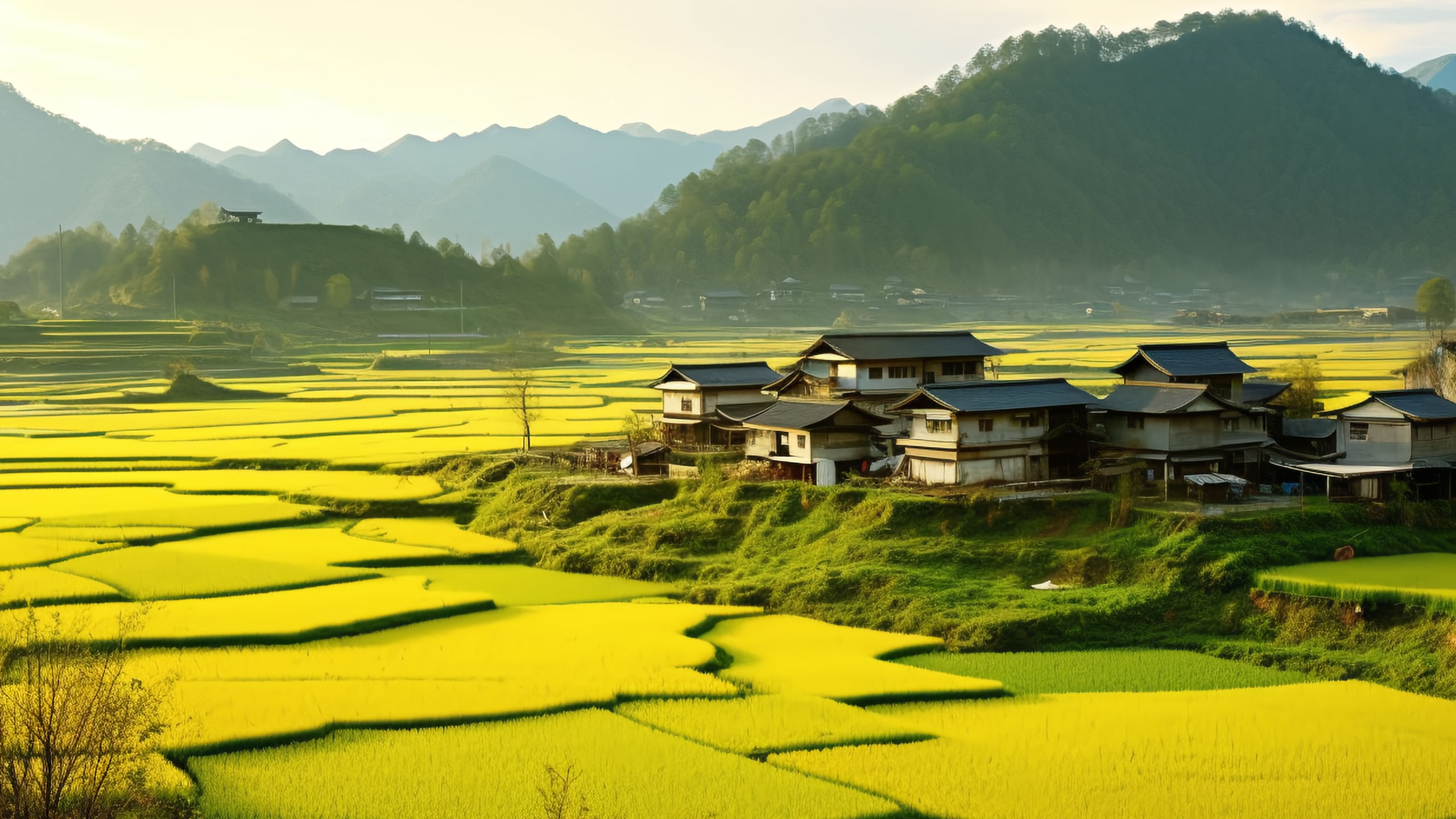 守护朝阳黄金谷物，传承农耕美好初心