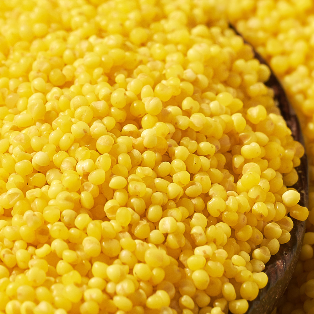 盖老大朝阳小米