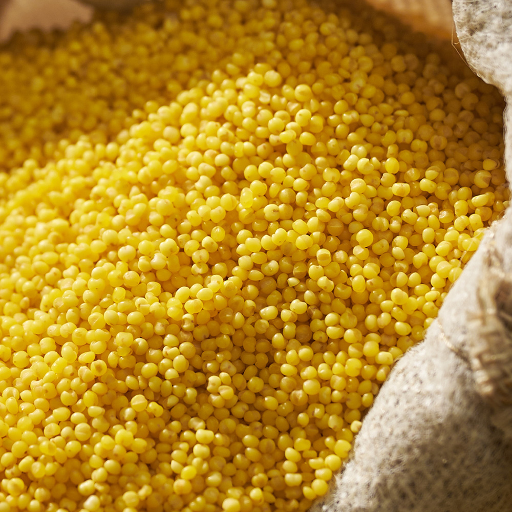 盖老大朝阳小米