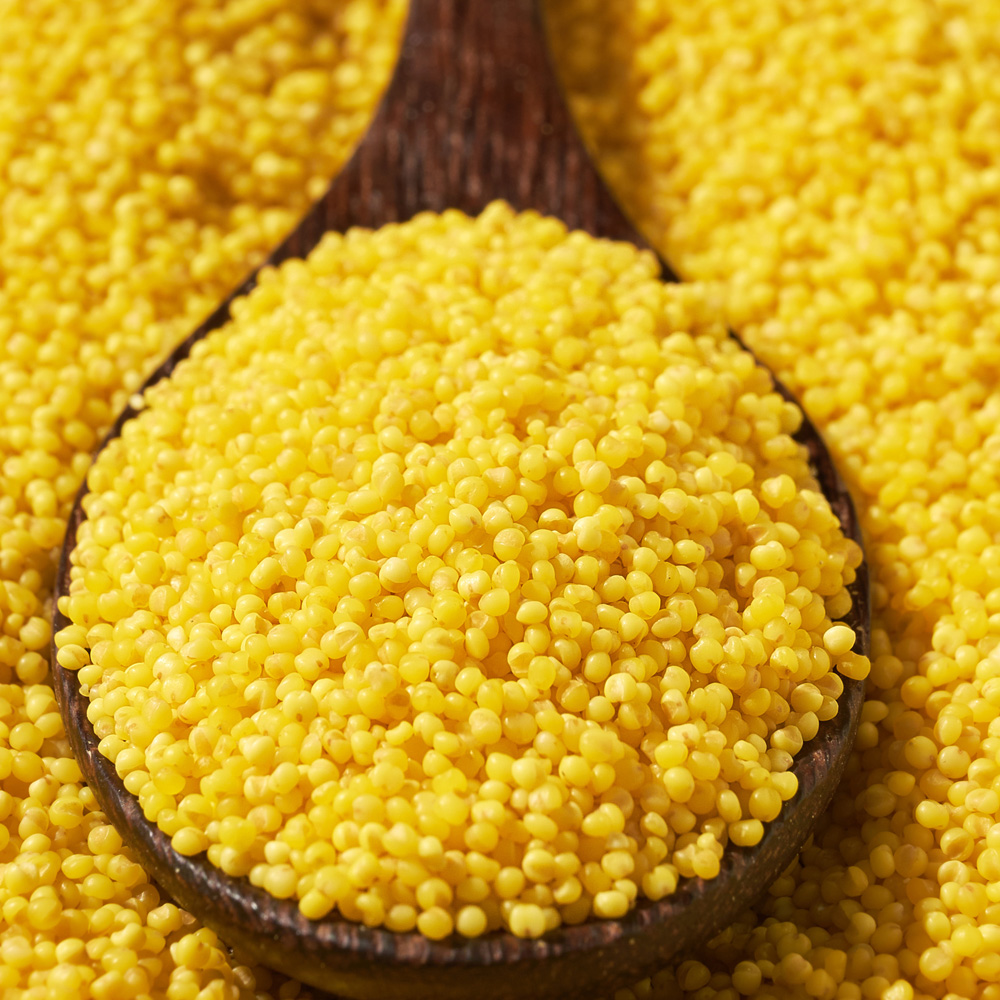 盖老大朝阳小米